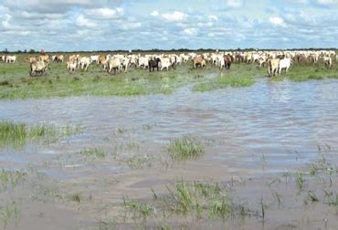 Búfalos de agua pastando en un paisaje de sabana inundable.