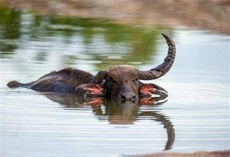 Comparativa visual: Búfalo asiático salvaje (izquierda) y búfalo de agua doméstico (derecha).