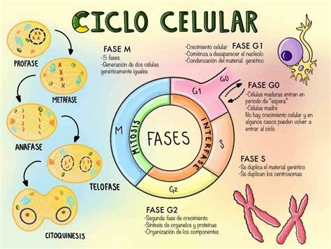 Esquema de las etapas principales en el cultivo celular y la preparación de cromosomas