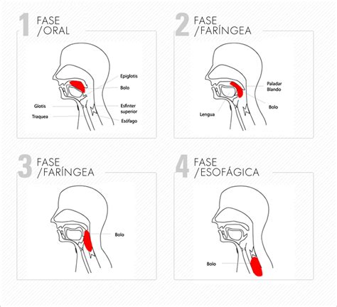 Ilustración de las cuatro fases de la deglución