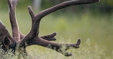 Primer plano de las astas de un ciervo macho