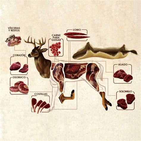 Ilustración de los productos derivados del ciervo: carne, piel y astas