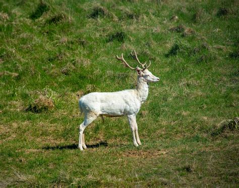Fotografía de un ciervo albino en su hábitat natural
