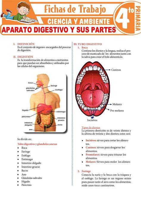 Esquema de las partes del sistema: vaso, tapa hermética y adaptador para extractor o tetina