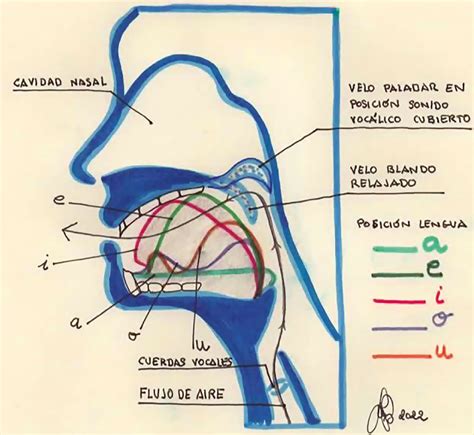 Esquema comparativo de la posición de la lengua y mandíbula entre la succión al pecho y la succión mediante tetina de biberón.