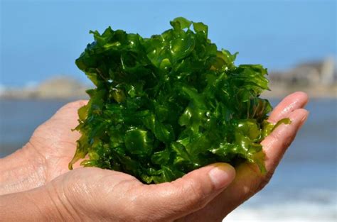 Esquema de los beneficios del extracto de algas marinas Vitanica en las plantas