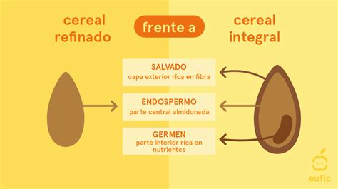 Infografía comparando un grano de cereal integral con uno refinado, destacando las partes conservadas en el integral