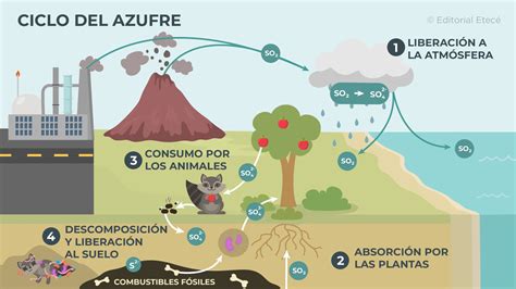 Esquema del ciclo del azufre en las plantas y el suelo