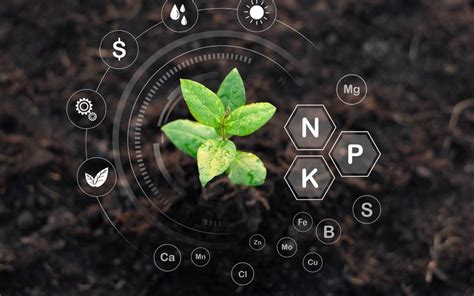 infografía sobre los beneficios de los fertilizantes orgánicos para el suelo y las plantas