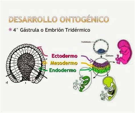 Diagrama de las tres capas germinativas (ectodermo, mesodermo, endodermo) y algunos de los órganos y tejidos que derivan de cada una
