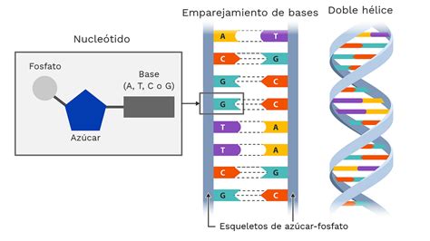 Esquema de la estructura del ADN espermático y una rotura de cadena