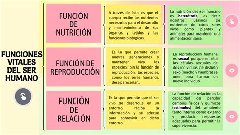 Esquema de las tres funciones principales de la cuna: moisés, cuna y corral de juegos