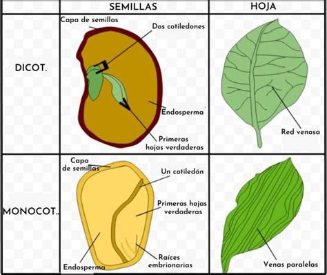 Diagrama comparativo del embrión de monocotiledónea y dicotiledónea mostrando sus partes principales