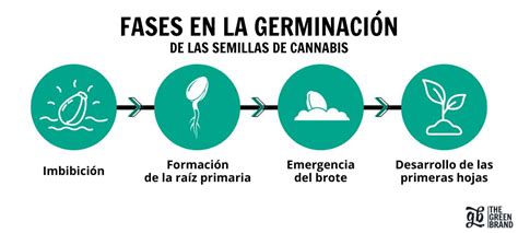 Esquema de las fases iniciales de germinación de una semilla, mostrando la absorción de agua y la emergencia de la radícula