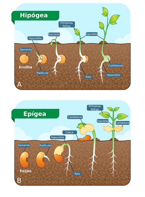 Ilustración comparativa de la germinación epigea e hipogea en dicotiledóneas, mostrando la posición de los cotiledones