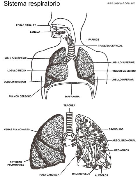 Esquema anatómico del sistema respiratorio infantil y sus puntos críticos de desarrollo