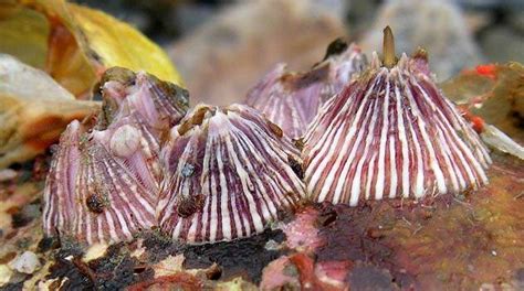 Esquema de la anatomía externa de una bellota de mar mostrando sus placas calcáreas y el opérculo móvil