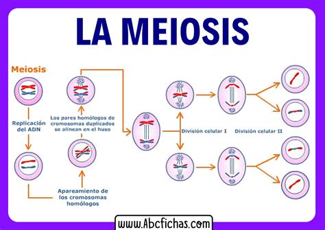 Diagrama esquemático de la meiosis, mostrando las dos divisiones celulares y la reducción del número de cromosomas.