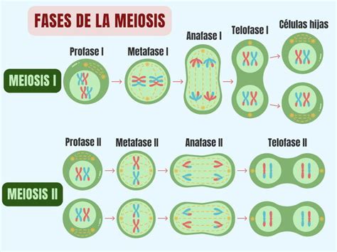 Ilustración detallada de las etapas de la meiosis I y meiosis II, con énfasis en la recombinación y la separación de cromosomas.