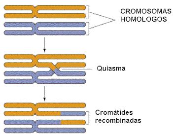 Microfotografía electrónica de un sobrecruzamiento cromosómico (quiasma) durante la meiosis.