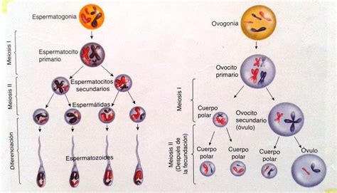 Comparativa visual de la ovogénesis y la espermatogénesis, destacando las divisiones simétricas y asimétricas.