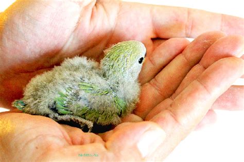 Agapornis papillero enfermo con una lámpara de calor