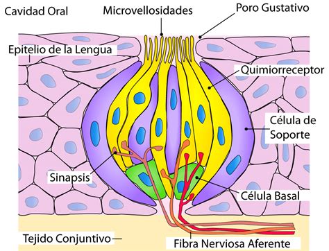 Diagrama de una papila gustativa mostrando el poro gustativo, microvellosidades y tipos de células