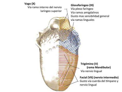 Mapa de la lengua mostrando las áreas de inervación de los nervios craneales VII, IX y X