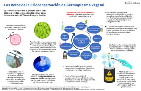 Esquema infográfico del fraude de crioconservación de células madre y sus consecuencias