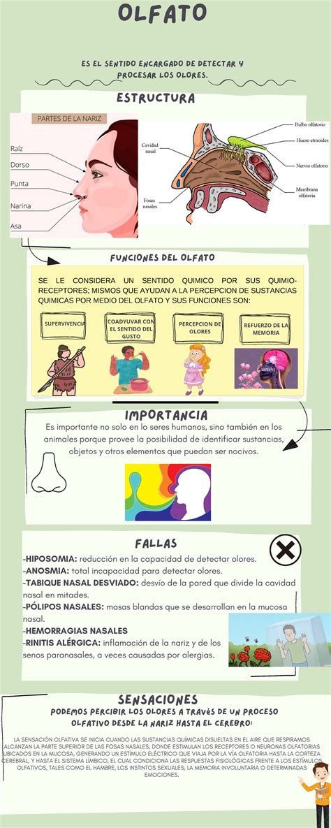 Infografía sobre la importancia del sentido del olfato en el desarrollo temprano del bebé