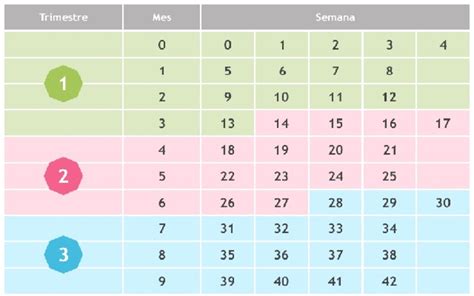 Ilustración dividiendo el año en cuatro trimestres con los meses correspondientes