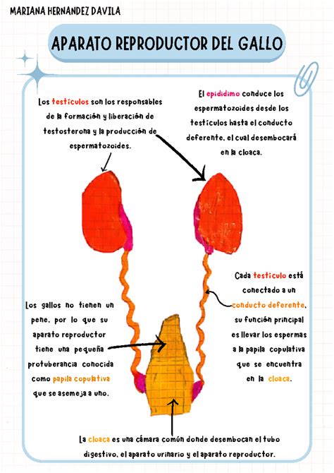 Diagrama del sistema reproductor masculino del gallo