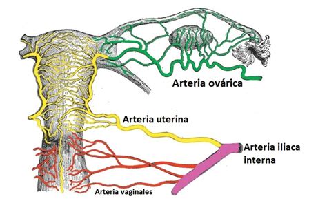 Esquema de la anatomía vaginal y uterina para entender la toma de muestra