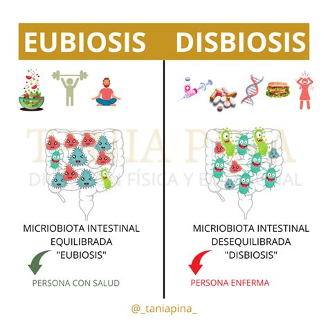 Infografía comparativa: factores que favorecen una microbiota sana frente a agentes que provocan disbiosis (antibióticos, estrés, dieta).