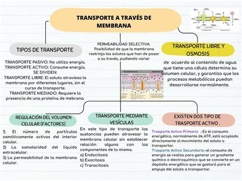 Esquema de las diferentes formas de transporte: al hombro, en el cochecito y sobre una maleta de viaje