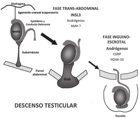 Esquema anatómico que muestra el trayecto normal de descenso testicular y las posibles localizaciones en casos de maldescenso (criptorquidia).