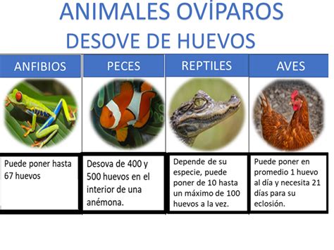 Esquema de los diferentes tipos de reproducción en reptiles (ovíparo, vivíparo, ovovivíparo)