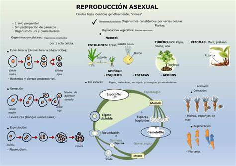 Esquema general que muestra la alternancia entre la reproducción asexual mediante esporangios y la reproducción sexual mediante la formación de zigosporas.
