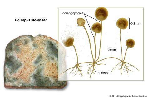 Fotografía macroscópica de Rhizopus stolonifer mostrando las puntas negras (esporangios) que contienen las esporas asexuales.