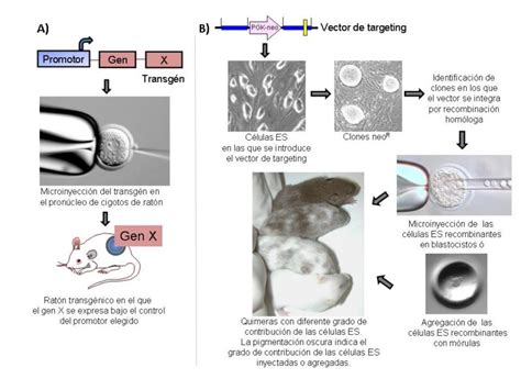 Esquema de la técnica de microinyección a pronúcleo para la creación de ratones transgénicos