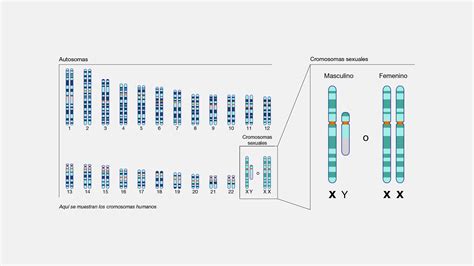 Representación esquemática de los cromosomas X e Y y su papel en la determinación del sexo