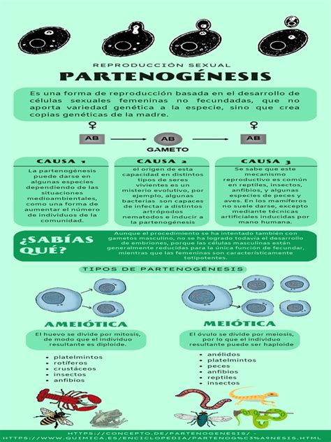 Infografía explicando el proceso de partenogénesis y edición genética