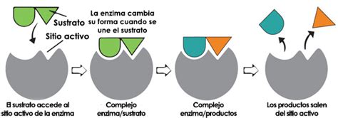 Diagrama ilustrativo de la acción de la enzima lipasa en la grasa de la leche materna.