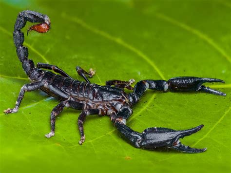 Fotografía macro de crías de escorpión emperador sobre el dorso de la madre
