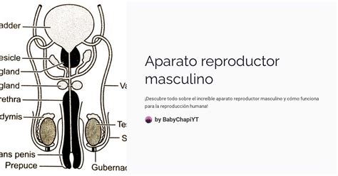 Esquema anatómico detallado del aparato reproductor masculino mostrando la ubicación de los testículos, próstata y conductos deferentes.