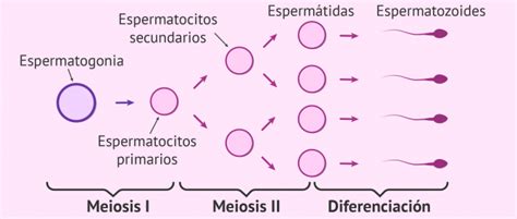 Infografía del proceso de espermatogénesis: desde la espermatogonia hasta el espermatozoide maduro.