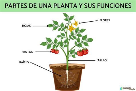 Ilustración de una planta con flores vibrantes y exuberantes, destacando la importancia de la nutrición en la fase de floración.