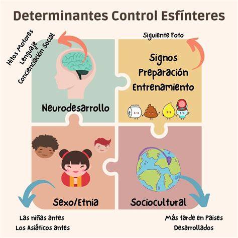 Esquema sobre el desarrollo del control de esfínteres: factores neurológicos, motores y emocionales que intervienen en el proceso.