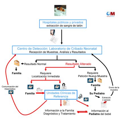 Esquema del proceso de cribado neonatal y sus fases de detección