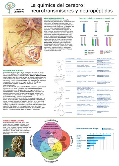 infografía sobre los procesos neuroquímicos del enamoramiento (dopamina y noradrenalina)